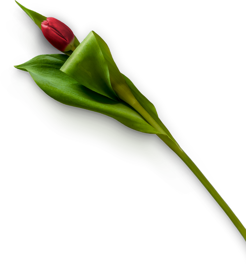 red rose single