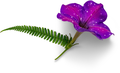 season flower